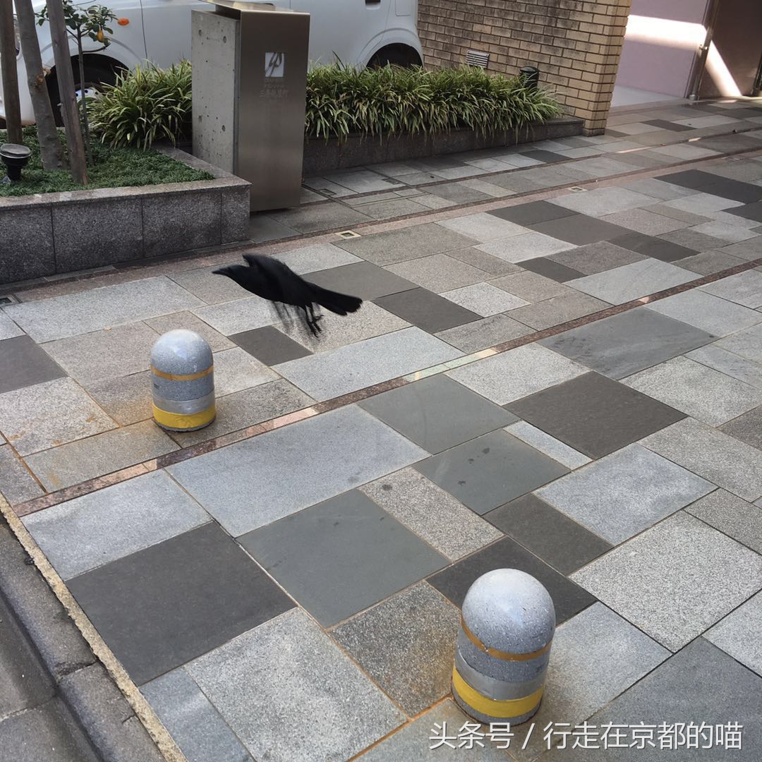 出国后，每天都被这种方式叫起床