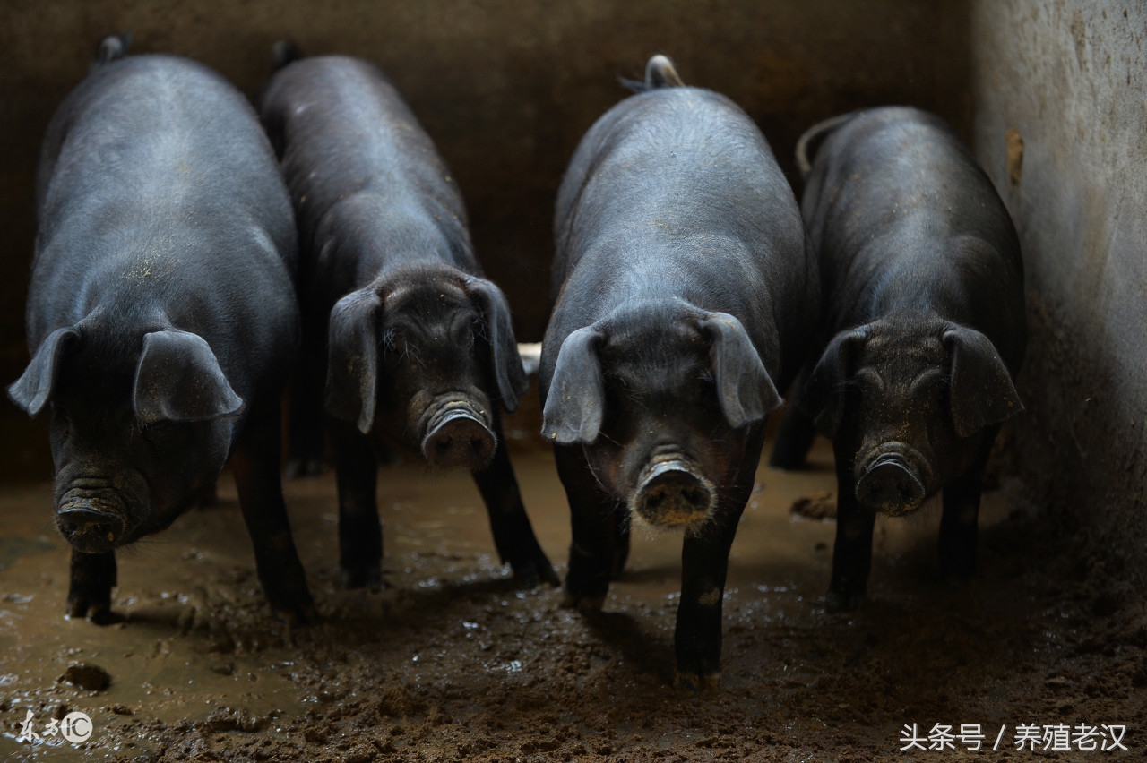 猪流感的症状,诊断技巧,养殖户可以轻松搞明白
