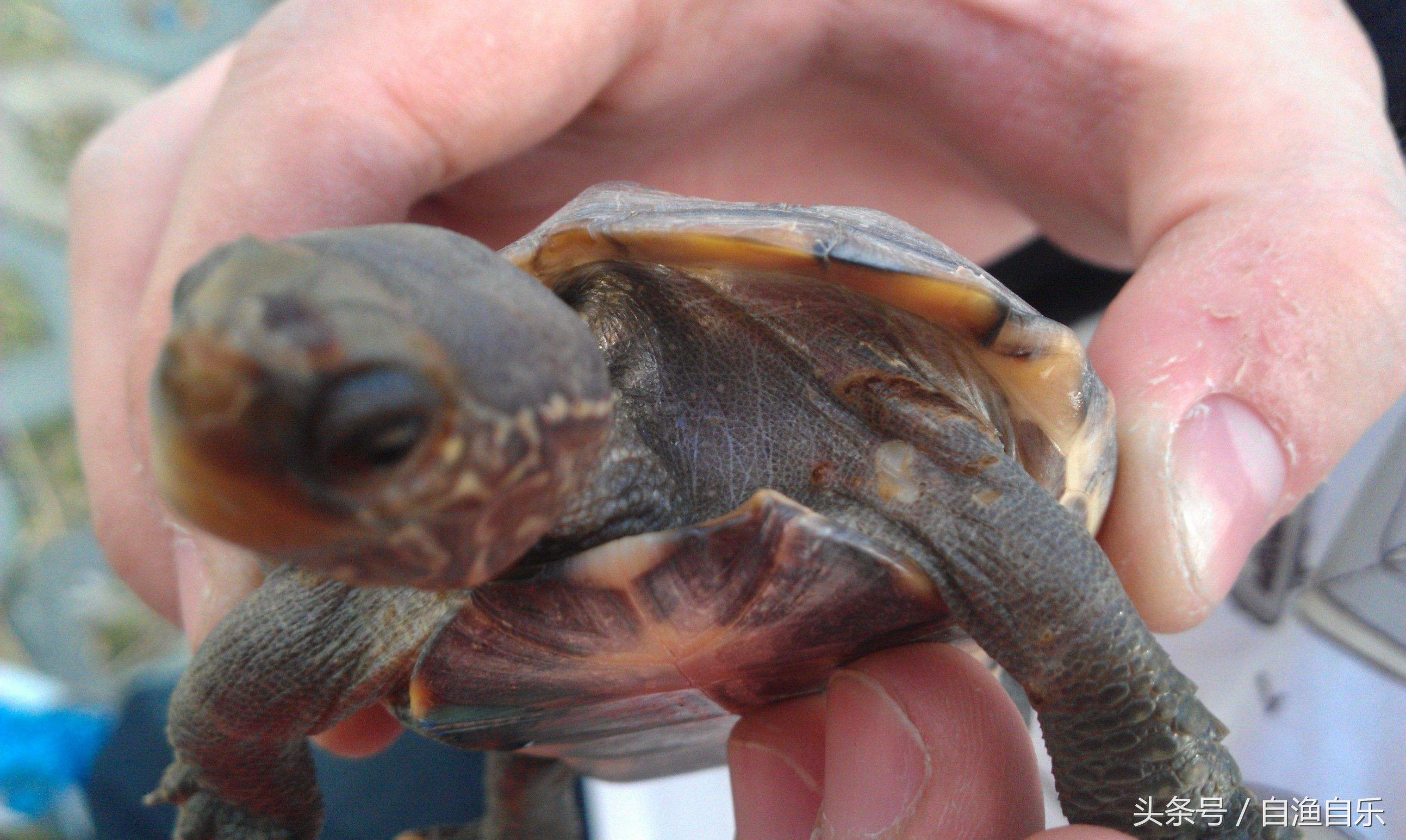 巴西龟腐皮用什么药,氟苯尼考治疗龟腐皮