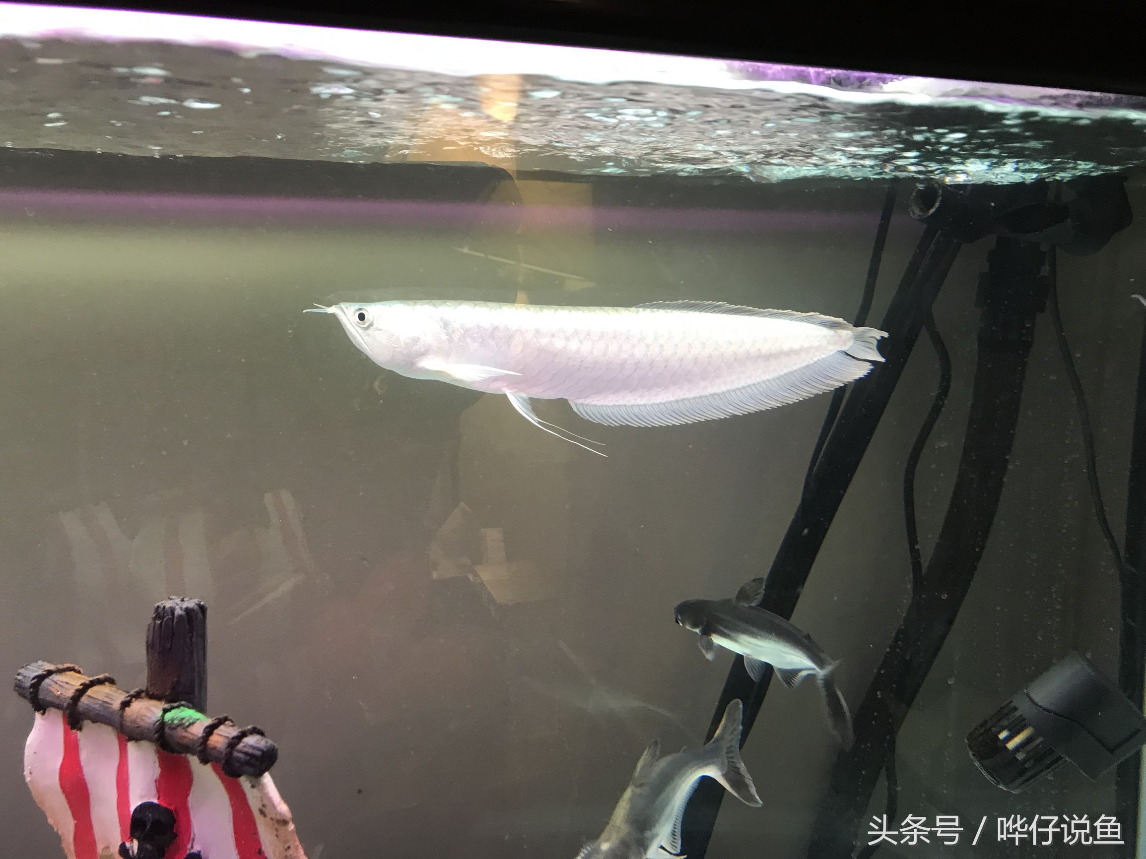 野生银龙鱼和普通银龙鱼的区别,银龙鱼和七彩银龙鱼有什么区别