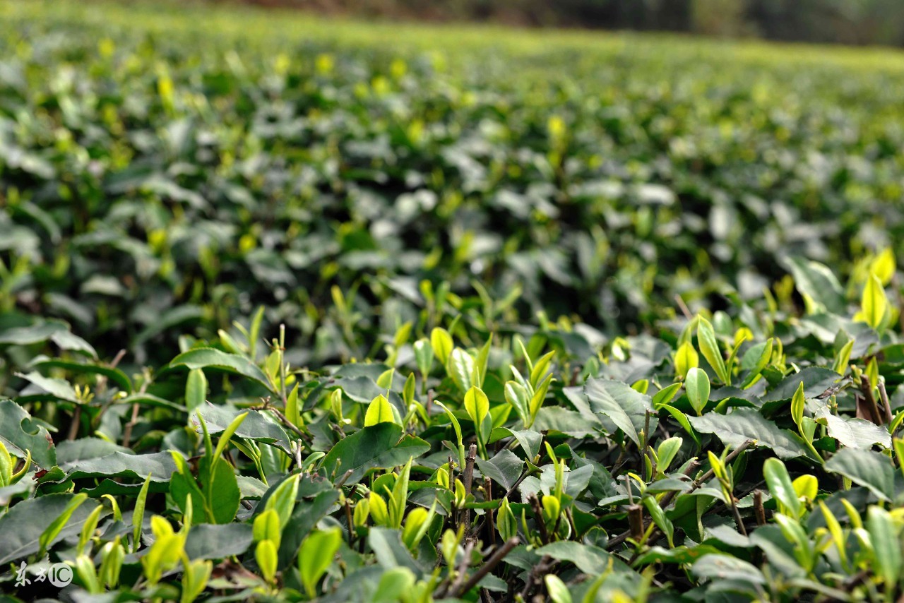 金坛雀舌茶如何冲泡,九龙营养课堂