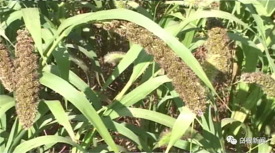 探访80后创业者平川区黄峤镇峤山村村民贠建诚