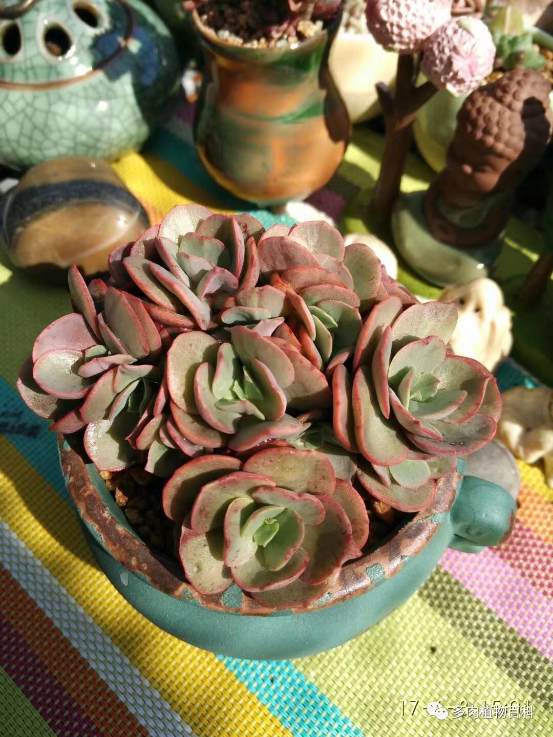 多肉的种植笔记,多肉知识大总结