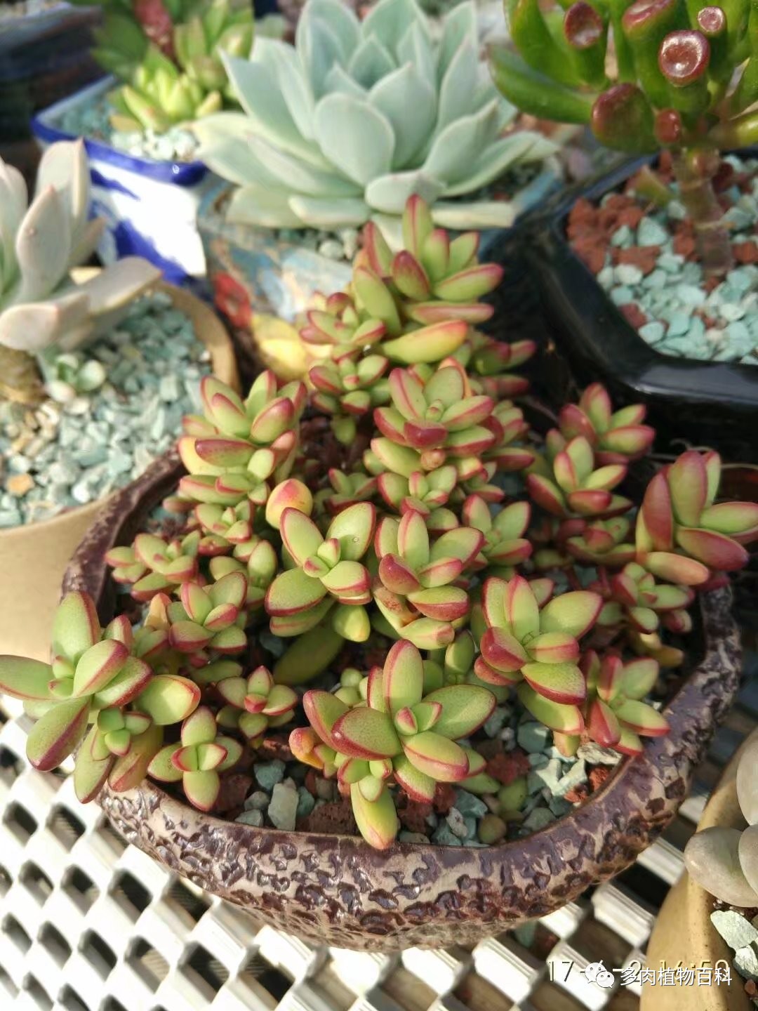 多肉的种植笔记,多肉知识大总结