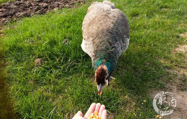 川南大草原有什么玩的,川南大草原什么时候好玩