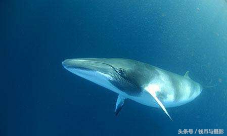 汤加的珍惜鲸鱼银币