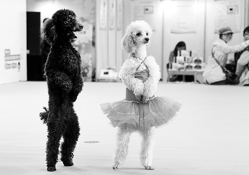 狗髌骨脱位的正确锻炼方法,狗髌骨脱位可以找人正骨吗