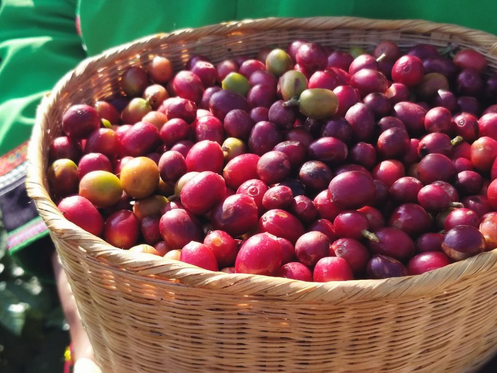 保山小粒咖啡市场分析,云南保山小粒咖啡