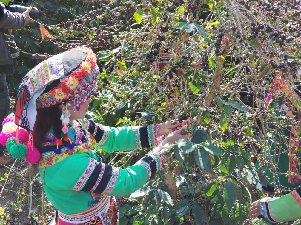 保山小粒咖啡市场分析,云南保山小粒咖啡