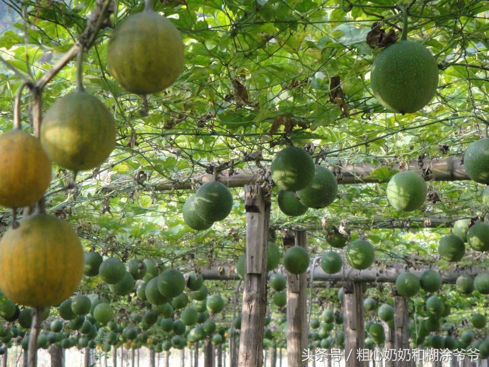 2018农村创业项目参考：种植瓜蒌，一年种植多年受益，赚钱轻松！