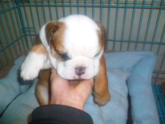 怎么护理刚出生的狗宝宝,刚出生的狗崽应该怎么照顾