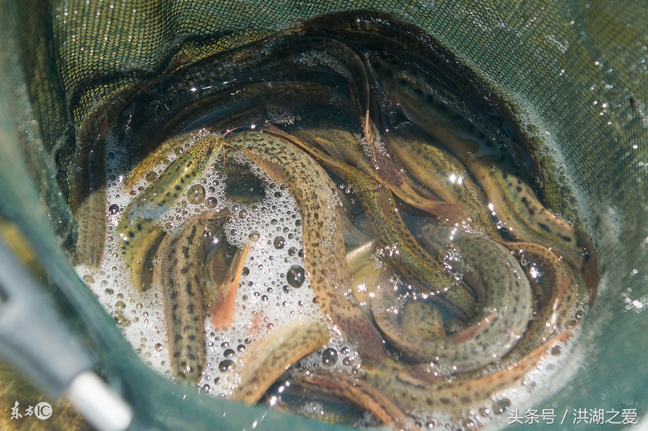 所有抓捕泥鳅的方法图片,泥鳅怎么抓捕