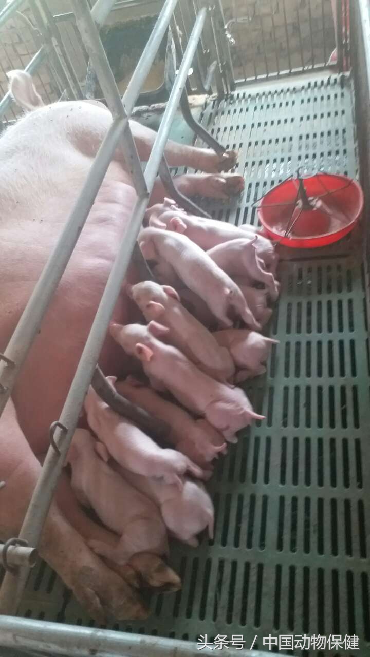 冬季养猪需要注意什么,养猪冬季呼吸道疾病如何预防