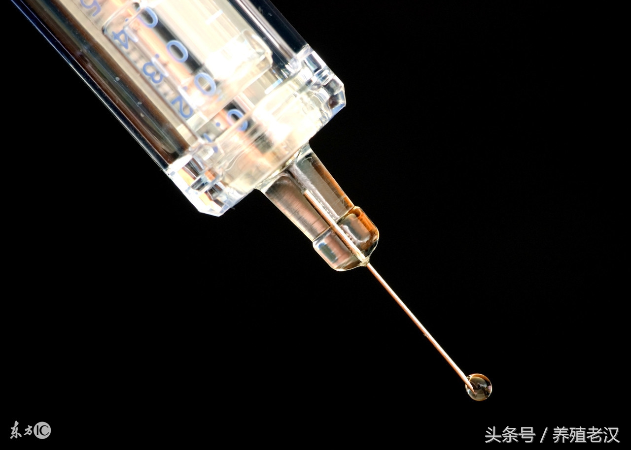 猪流感的症状,诊断技巧,养殖户可以轻松搞明白