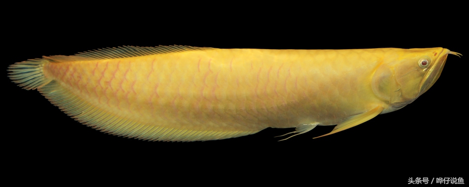 野生银龙鱼和普通银龙鱼的区别,银龙鱼和七彩银龙鱼有什么区别