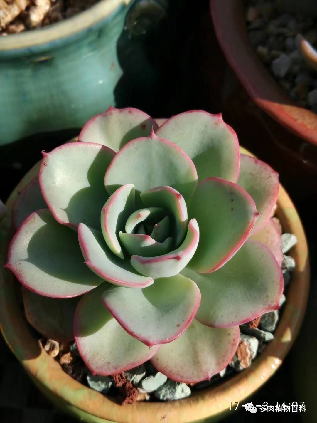 多肉的种植笔记,多肉知识大总结