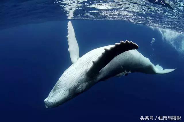 汤加的珍惜鲸鱼银币