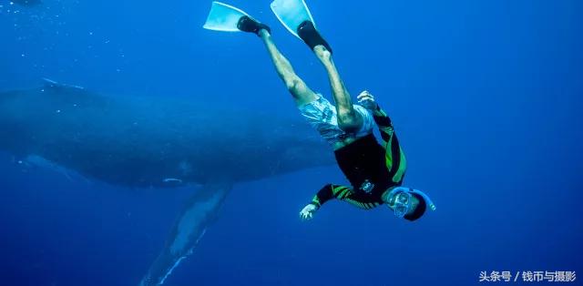 汤加的珍惜鲸鱼银币