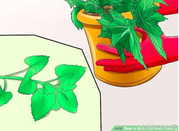 防止猫咪咬伤的衣服,怎么防止猫咪咬烂手术服