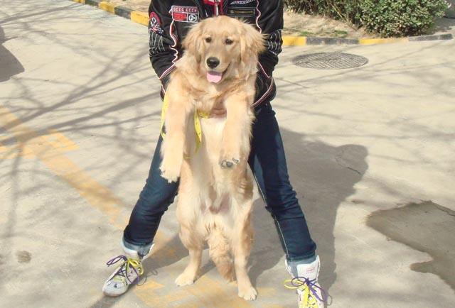 狗髌骨脱位的正确锻炼方法,狗髌骨脱位可以找人正骨吗