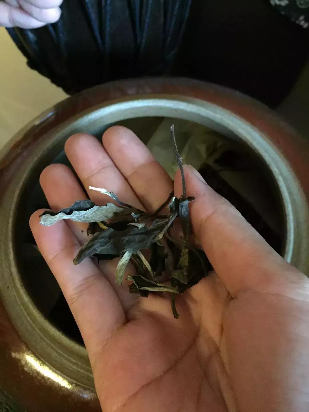 一根苦瓜茶的故事:看到最后忍不住想“暴打”习茶君