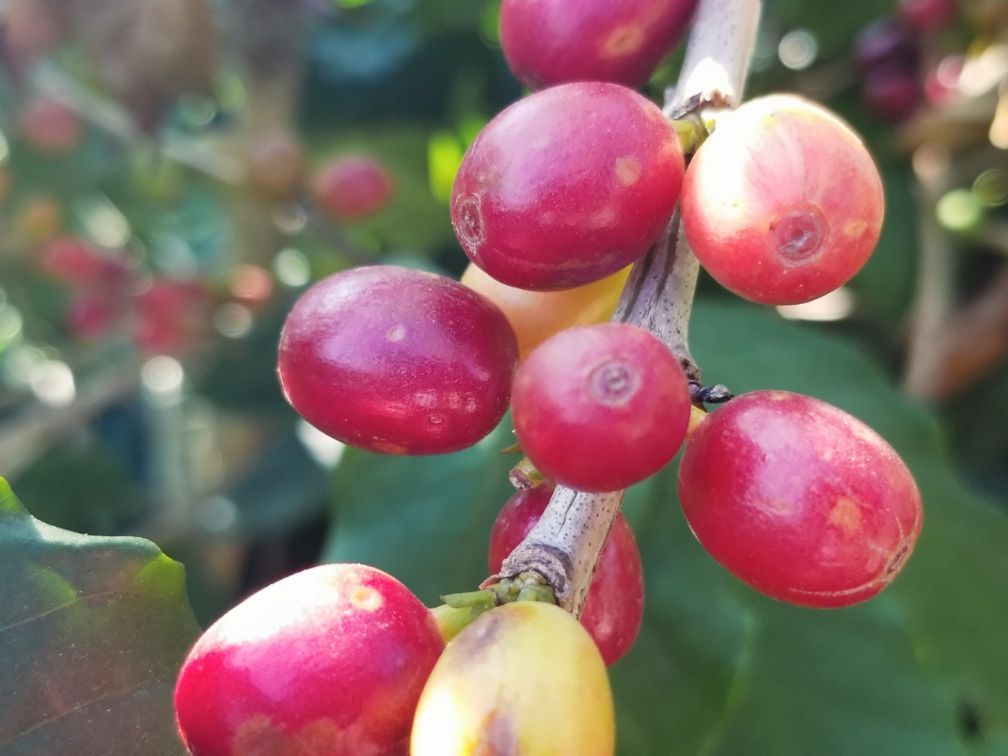 保山小粒咖啡市场分析,云南保山小粒咖啡