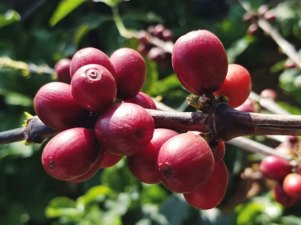 保山小粒咖啡市场分析,云南保山小粒咖啡