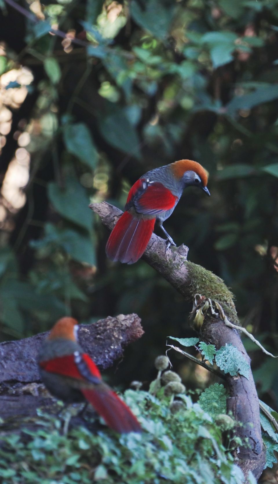 保山小粒咖啡市场分析,云南保山小粒咖啡