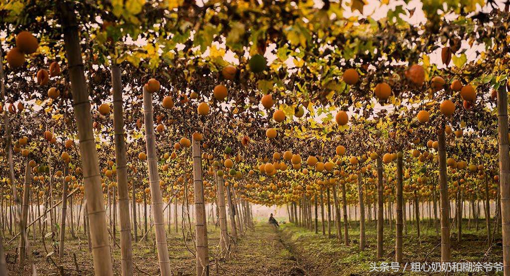 2018农村创业项目参考：种植瓜蒌，一年种植多年受益，赚钱轻松！