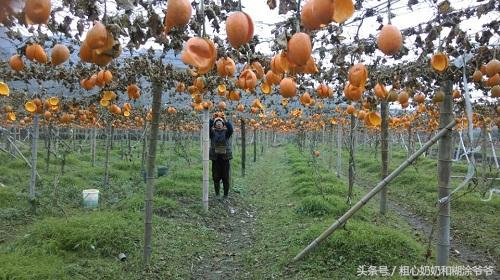 2018农村创业项目参考：种植瓜蒌，一年种植多年受益，赚钱轻松！