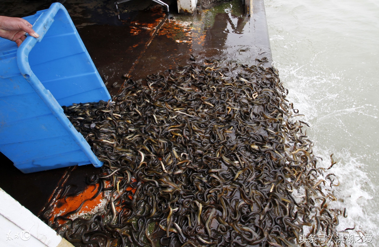 所有抓捕泥鳅的方法图片,泥鳅怎么抓捕