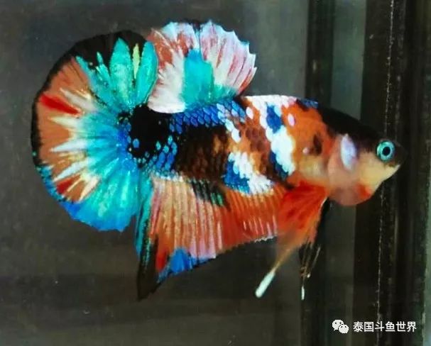 泰国斗鱼拍卖最新视频,泰国斗鱼拍卖直播现场