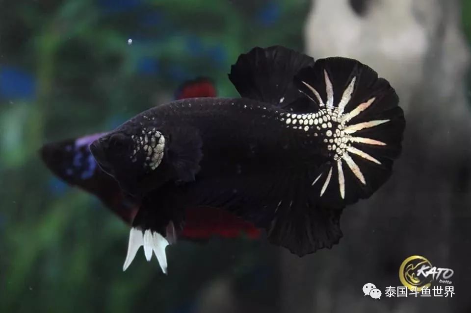 泰国斗鱼拍卖最新视频,泰国斗鱼拍卖直播现场