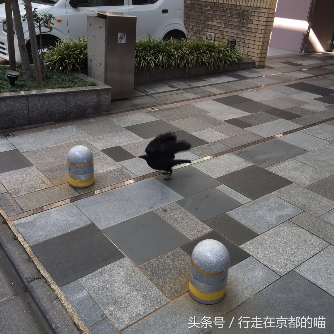 出国后，每天都被这种方式叫起床