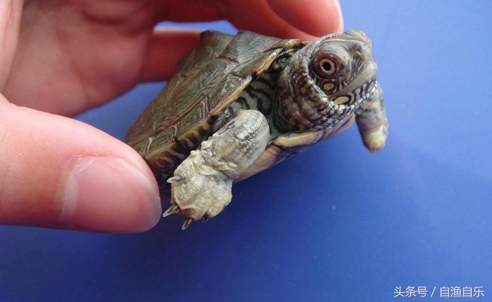 巴西龟腐皮用什么药,氟苯尼考治疗龟腐皮