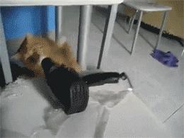 给猫咪洗澡时怎样能让它不反抗,给猫咪洗澡难不难