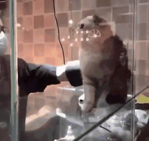 给猫咪洗澡时怎样能让它不反抗,给猫咪洗澡难不难