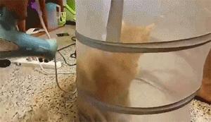 给猫咪洗澡时怎样能让它不反抗,给猫咪洗澡难不难