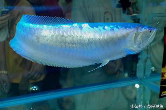 野生银龙鱼和普通银龙鱼的区别,银龙鱼和七彩银龙鱼有什么区别