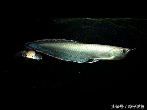 野生银龙鱼和普通银龙鱼的区别,银龙鱼和七彩银龙鱼有什么区别