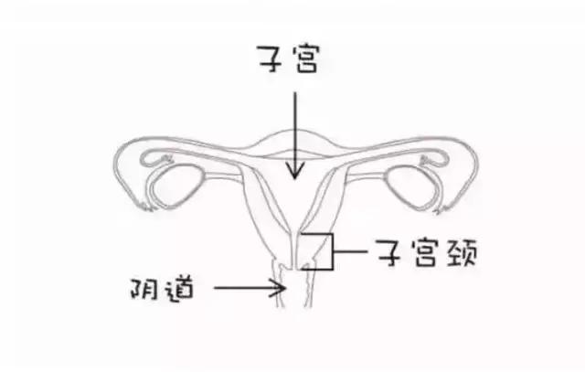 威胁你生命的宫颈癌究竟是怎么形成的?