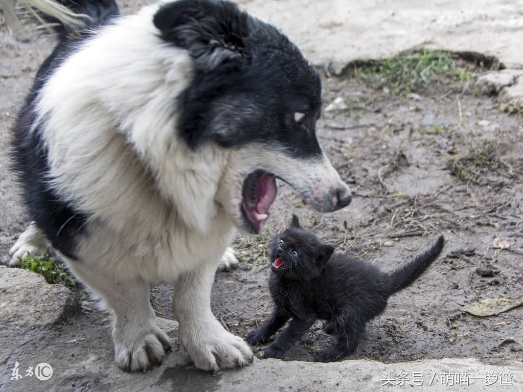 怎样解决猫咪尿床的问题,猫咪在席梦思上尿床了怎么清理