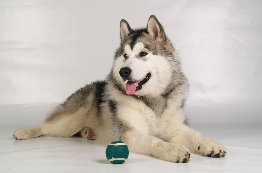 阿拉斯加雪橇犬的品种标准,阿拉斯加犬雪橇犬的品种简介