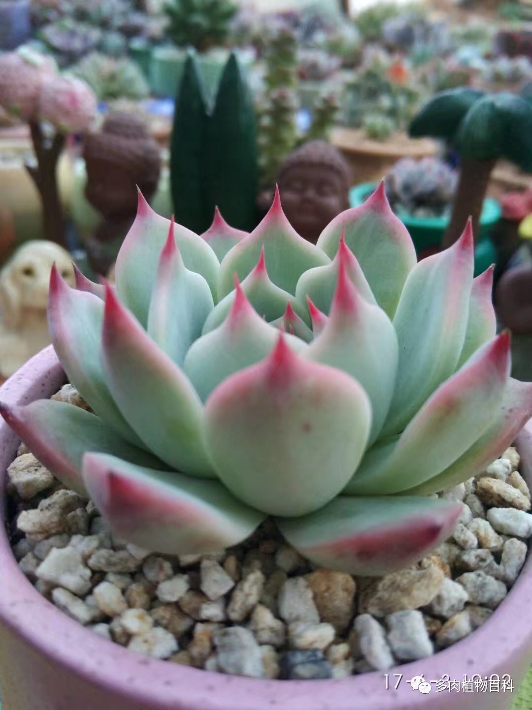 多肉的种植笔记,多肉知识大总结