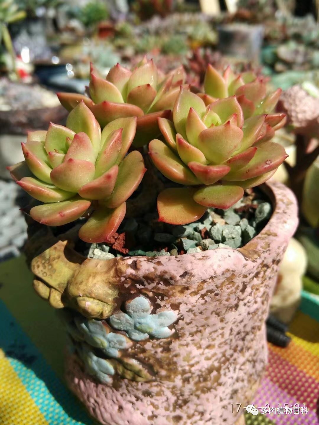 多肉的种植笔记,多肉知识大总结