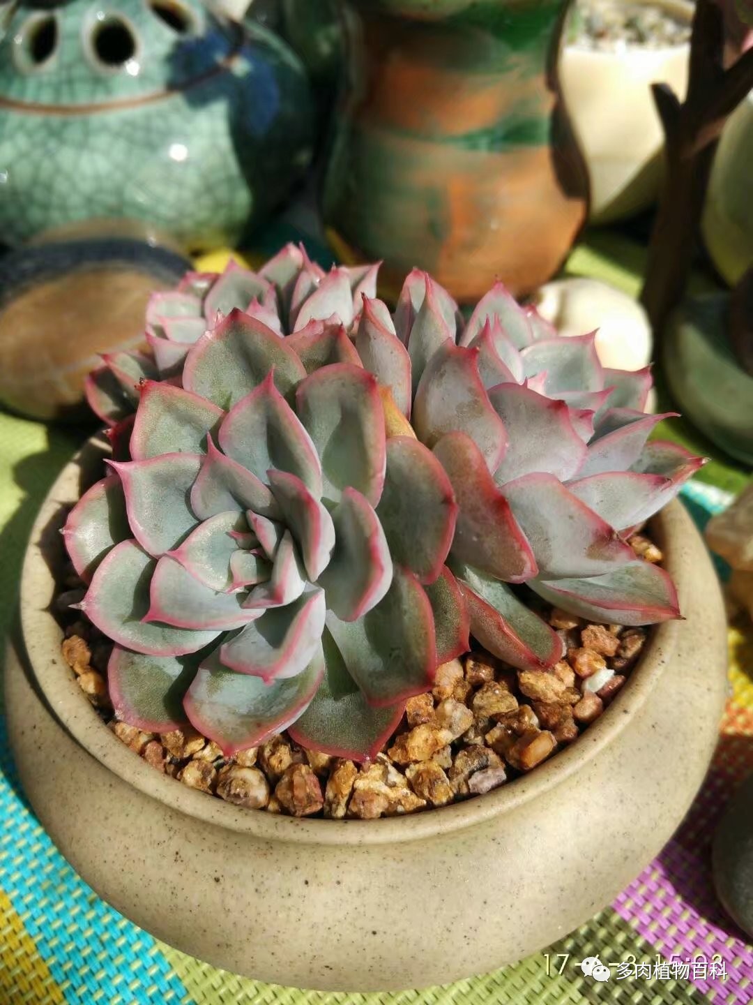 多肉的种植笔记,多肉知识大总结