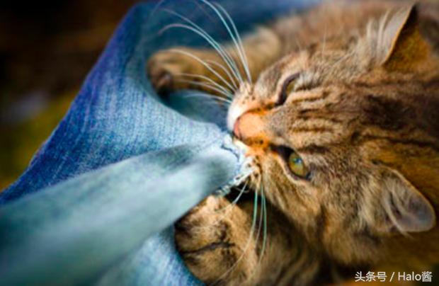 防止猫咪咬伤的衣服,怎么防止猫咪咬烂手术服