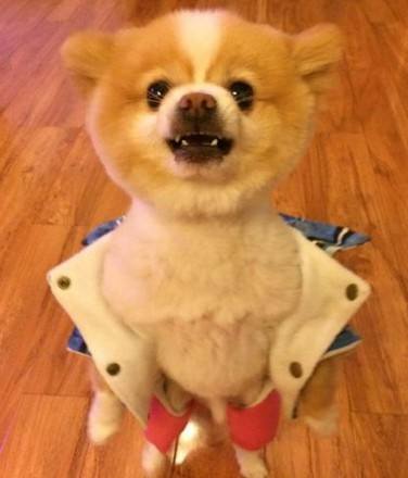 狗髌骨脱位的正确锻炼方法,狗髌骨脱位可以找人正骨吗