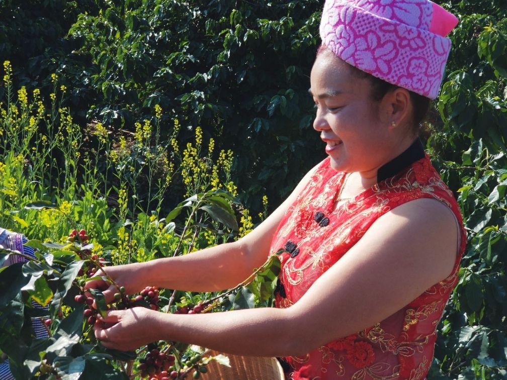 保山小粒咖啡市场分析,云南保山小粒咖啡