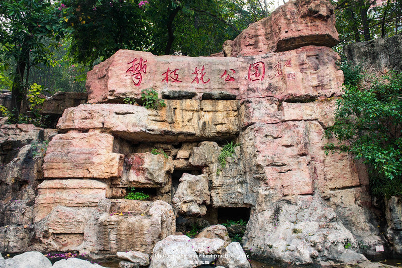 这里铁树开花是家常便饭,还有穿白色V领服的贪吃黑熊